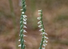 Spiranthes spiralis